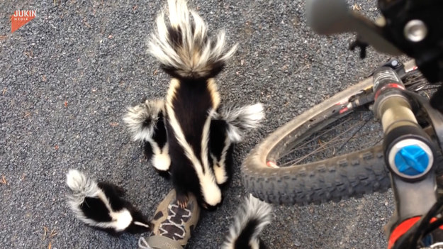 Ciekawska rodzinka skunksów postanowiła przywitać się z napotkanym na drodze rowerzystą.