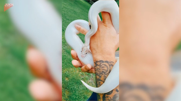 Piękny i niespotykany biały wąż wije się po dłoniach właściciela. Z pewnością taki okaz to niemały powód do dumy. 