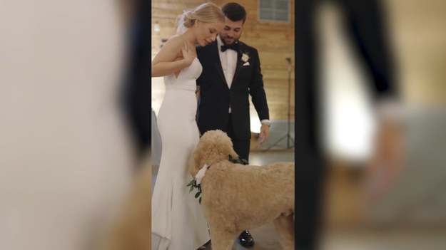 W internecie pojawiło się nagranie z wesela pewnej młodej pary. Bryson i Ally na uroczystość zaprosili także swojego psa, Spencera. Pupil nie omieszkał wmieszać się w towarzystwo i dołączył nawet do tańca nowożeńców!