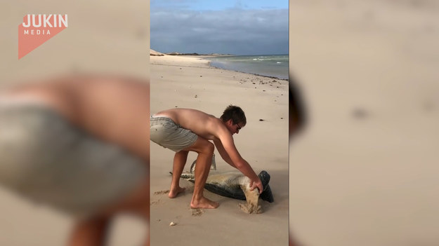 Ten dobry człowiek pomógł żółwiowi wrócić do oceanu. Nieszczęśnik przewrócił się na skorupę i jedynie pomoc ludzkich rąk była w stanie go uratować.