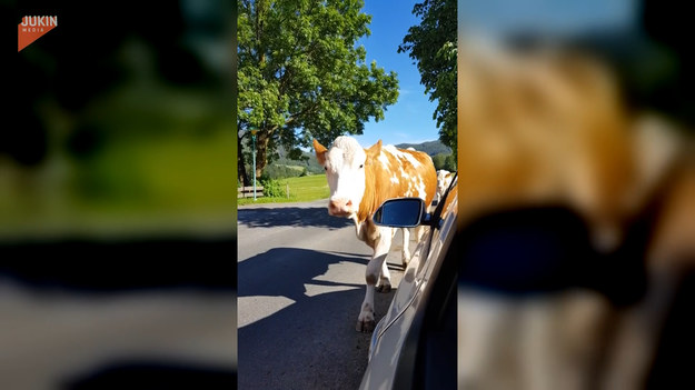 Kierowca zatrzymał się, by przepuścić krowy wracające z pastwiska. Jednej z nich chyba coś się nie spodobało.