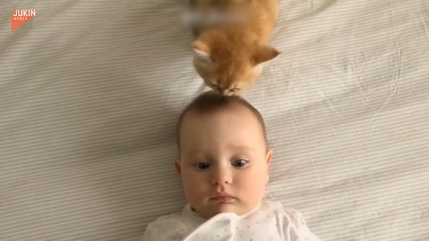 Ten uroczy kotek postanowił zrobić bobasowi nową fryzurę. 