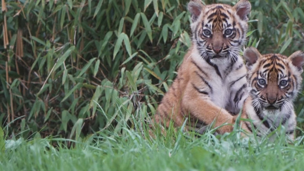 W ogrodzie zoologicznym w angielskim Chester przyszły na świat dwa tygrysy sumatrzańskie, Alif i Raya. Dziewczyny czują się dobrze i właśnie doświadczają swoich pierwszych spacerów. Świat jest taki ciekawy! 