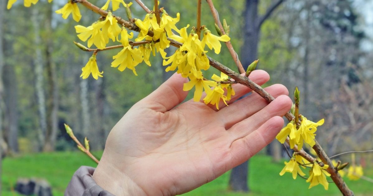 Forsycja Na Zdrowie W A Ciwo Ci Leczniczych Forsycji O Kt Rych