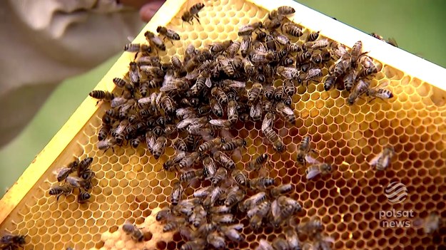 Pszczelarze ruszyli do akcji. Po zimie trzeba sprawdzić stan pasiek, bo pszczoły mają w końcu pokarm i mogą się rozmnażać. My pokażemy państwu tzw. pasiekę zachowawczą, w której chodzi nie tyle o produkcję miodu, ale właśnie namnożenie pszczół. Jak to przebiega sprawdzała Anna Gonia - Kuc.
