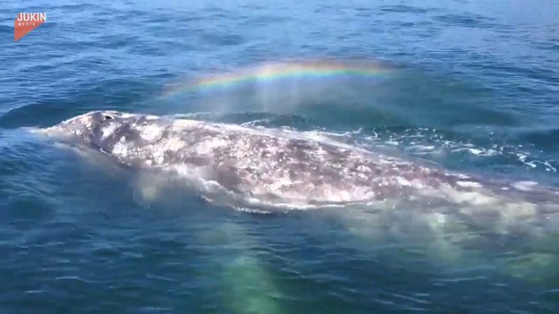 Niezwykłych chwil doświadczyli pasażerowie statku wycieczkowego, którym udało się spotkać wieloryba. Zobaczcie ten fascynujący moment.