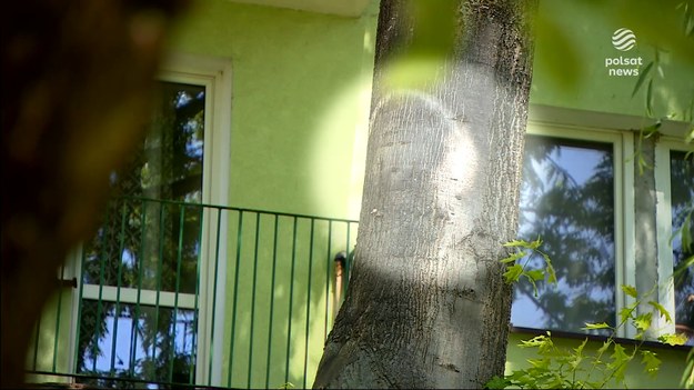 Turystyka kwitnie w Parczewie. Jedni wierzą, że na drzewie ukazała się Matka Boska, inni widzą twarz Jezusa. Szumu wokół drzewa jest sporo, z czego niektórzy postanowili skorzystać. W sieci trwa licytacja liścia, jak można przeczytać, ze ''świętego drzewa''. Dla ''Wydarzeń'' Cyprian Jopek.