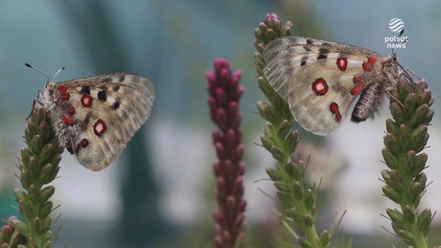 Dziś ten wyjątkowy motyl w Polsce występuje bardzo nielicznie w Pieninach, Tatrach…. i Karkonoszach. W tym ostatnim paśmie niepylak apollo powrócił po ponad 100 latach.Materiał Katarzyny Janke z "Czystej Polski" Polsat News.
