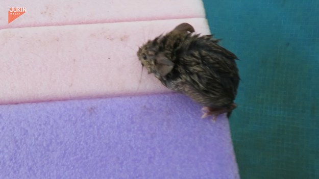 Powyższe nagranie udowadnia, że myszy potrafią pływać, ale ich naturalnym środowiskiem z pewnością nie jest przydomowy basen. Pewien mężczyzna natknął się na małego gryzonia w trakcie sprzątania akwenu. Na szczęście, nie zostawił go samego. 