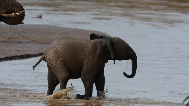 Tym razem znajdujemy się na terenie kenijskiego rezerwatu Samburu. Naszym przewodnikiem jest Nicolas Urlacher, który miał okazję być tu w czasie pory deszczowej. Lokalna rzeka, Ewaso Ng'iro, jest rzeką sezonową. Gdy stan wody jest wysoki, ściągają nad nią zwierzęta z całej okolicy. Nie brakuje również słoni, które potrafią gromadzić się tu setkami. Wśród nich są oczywiście maluchy. Rozbrykane i skore do zabaw stworzenia ogląda się z uśmiechem na twarzy. Każdego ranka stada słoni schodzą do koryta rzeki i spędzają tam dobrą godzinę. W tym czasie uzupełniają płyny, bawią się i tarzają w błocie. Tylko pozazdrościć!