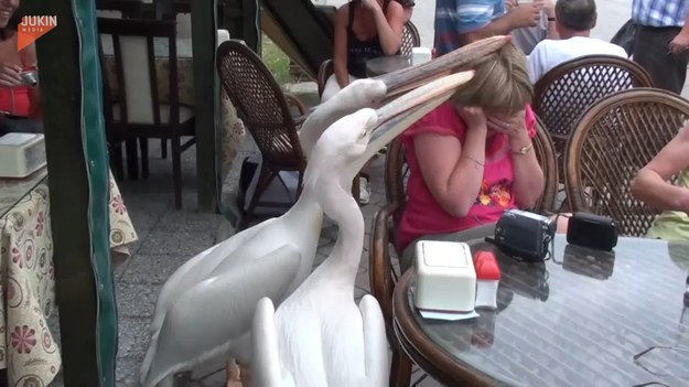 Widocznie bardzo im się spodobała ta kobieta, siedząca przy jednym z kawiarnianych stolików. Pelikany nie chciały dać jej spokoju. 