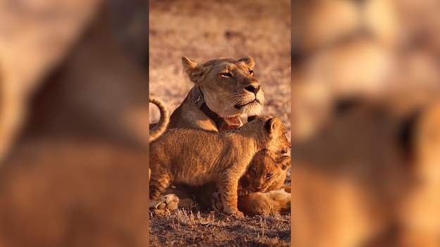 Świat dzikich zwierząt jest pełen drobnych sporów, zabaw i czułości. Spójrzcie na te lwy, które doskonale potwierdzają powyższe słowa. Wideo zostało nagrane w parku narodowym South Luangwa w Zambii.