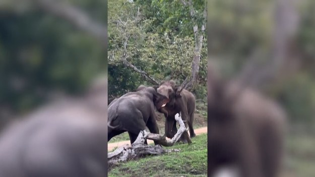 Takim olbrzymom lepiej nie wchodzić w drogę! Spójrzcie na nagranie dwóch słoni indyjskich, które miały ze sobą coś do wyjaśnienia. Ich potyczkę nagrano na terenie rezerwatu tygrysów Bandipur, w południowym stanie Karnataka. 