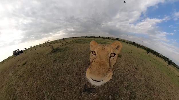 Spójrzcie, jaką scenę nagrał pewien turysta w parku narodowym Masai Mara. Jego kamerę porwała lwica i przebiegła z nią spory kawałek. Na szczęście sprzęt udało się odzyskać. 