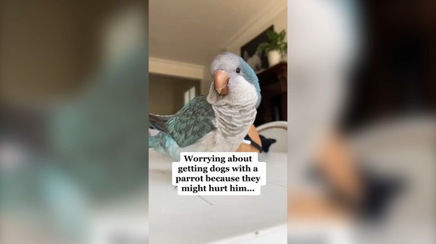 Jak udowadnia powyższe nagranie, papuga jest w stanie żyć we względnej zgodzie z psami. Okazjonalne zaczepki to nic strasznego!