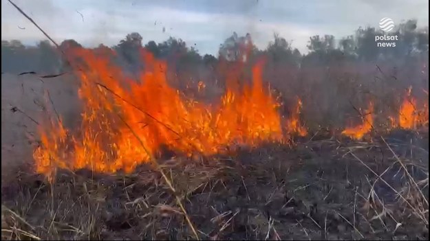 Pożar w Biebrzańskim Parku Narodowym strawił 70 hektarów łąk - z żywiołem straż pożarna walczyła z ziemi i z nieba. Ogień udało się już opanować, ale nadal nie wiadomo dlaczego w ogóle do pożaru doszło.Materiał dla "Wydarzeń" przygotowała Klaudia Syrek