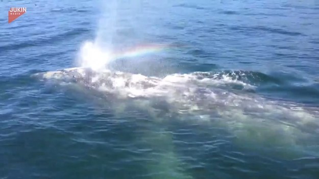 Pewni turyści mieli okazję zobaczyć z bliska wieloryba. Zwierzę wypuściło powietrze, co w połączeniu z drobinkami wody i światłem słonecznym stworzyło ładną tęczę. Zaraz po tym dało nura w głębinę.