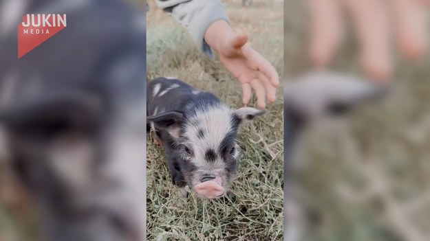 Uroczy filmik pokazuje przyjaźń, jaka narodziła się między chłopcem a małą świnką. Zobaczcie, a poprawi wam się humor.