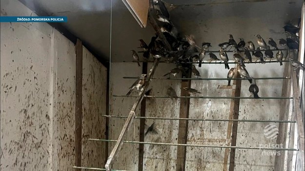 Pomorska policja zatrzymała 54-letniego obywatela Włoch, który pod pozorem legalnej hodowli przetrzymywał w fatalnych warunkach pół tysiąca chronionych gatunków. Ornitolodzy są w szoku, szacują że przez ręce oszusta mogło się przewinąć nawet 20 tysięcy ptaków.