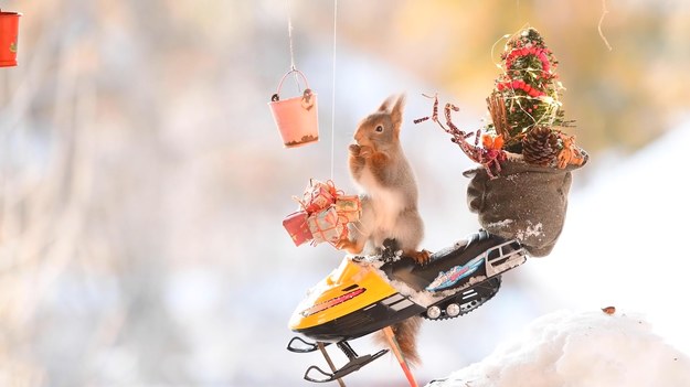 Geert Weggen to szwedzki fotograf, który specjalizuje się w zdjęciach wiewiórek. Mężczyzna potrafi doskonale aranżować miniaturowe scenografie, w których te ciekawskie gryzonie znajdują smakołyki, a przy okazji pozują do zdjęć. Pora roku zobowiązuje, więc tym razem Geert zaprasza nas w bożonarodzeniową podróż pełną śniegu, choinek, prezentów i wielu innych atrakcji.