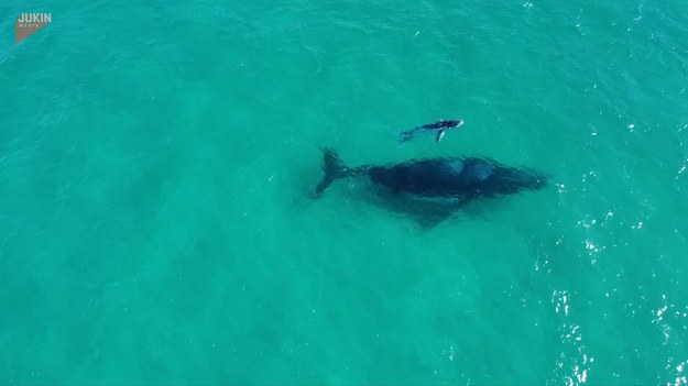 Ten wieloryb został zaobserwowany przez turystów na wyspie North Stradbroke w Australii wraz ze swoim cielęciem. Duet matka i cielę pływał w spokoju bardzo blisko wybrzeża, obok siebie.