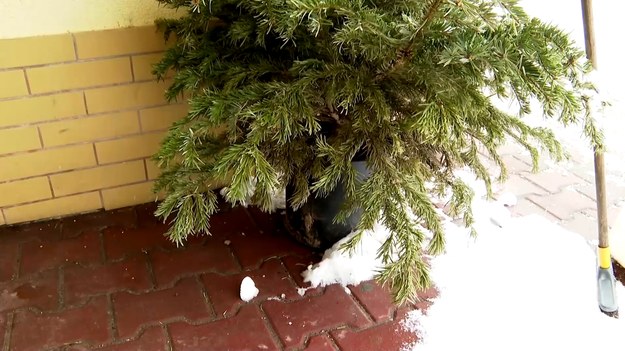 Bożonarodzeniowe choinki wcale nie muszą trafić do kosza. Żywe drzewka w doniczkach od lat są przesadzane do miejskich parków w Bytomiu. O tym i innych sposobach na recykling choinek - Michał Mitoraj.
