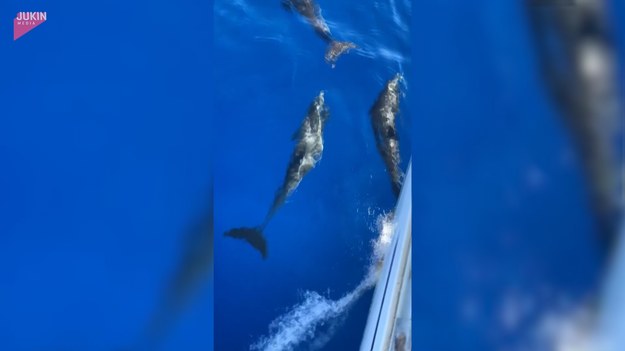 Wyspy Liparyjskie to grupa wysp należąca do Włoch. W ich wodach można spotkać m.in. delfiny. Spójrzcie na powyższe nagranie, na którym te piękne zwierzęta towarzyszą ludziom na łodzi.