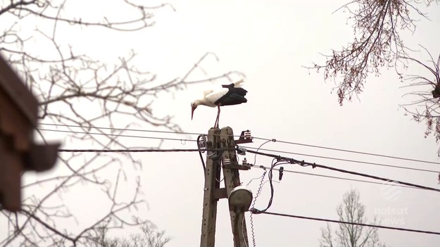 Wielki spis powszechny bocianów. Nasze boćki jeszcze grzeją skrzydła i dzioby w Afryce, ale już niedługo będą się szykowały na wylot do Polski. Szacuje się, że w naszym kraju żyje 45-50 tysięcy par tych ptaków, więc dokładne ich policzenie nie będzie takie proste. Dlatego rachmistrzowie pilnie poszukiwani. Marcin Szumowski