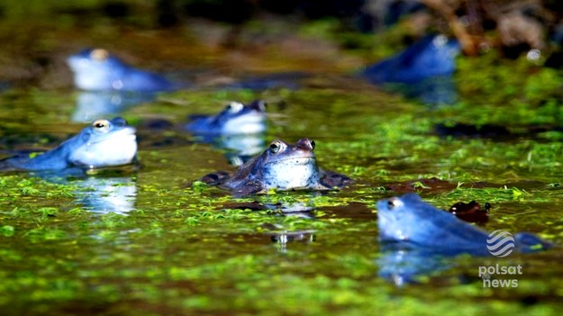 Teraz będzie o barwnych zalotach żab. Słowo barwne jest tu kluczowe. W czasie przypadających zwykle w marcu godów samce żab moczarowych przybierają niezwykłą niebieską barwę. Skąd bieże się ten kolor i jak długo się utrzymuje - o tym Marcin Szumowski.