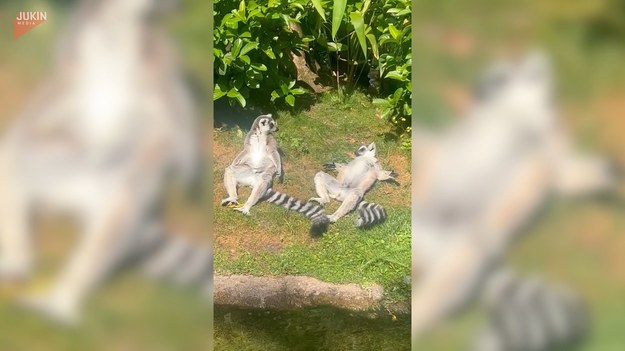 Leniwy odpoczynek lemurów.