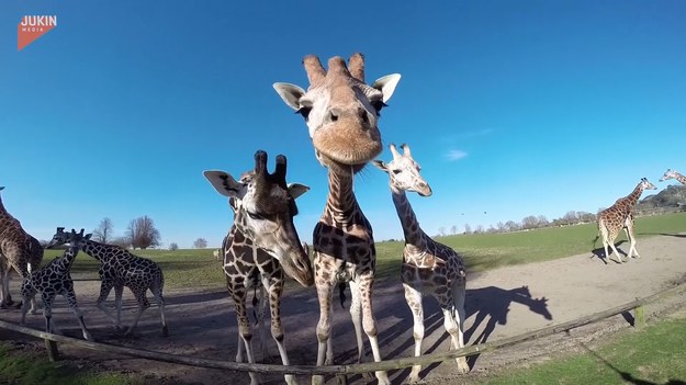Ciekawska żyrafa kontra obiektyw kamery.