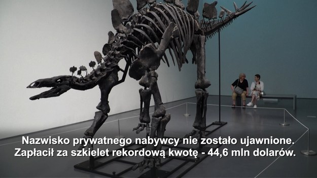 W Nowym Jorku sprzedano niemal kompletny szkielet dużego stegozaura - poinformował dom aukcyjny Sotheby's. Nazwisko prywatnego nabywcy nie zostało ujawnione, wiadomo tylko, że zapłacił za szkielet rekordową kwotę - 44,6 mln dolarów. Cena wywoławcza wahała się między 4 a 6 mln dolarów. 
Wyjątkowość tego eksponatu polega na tym, że jest największym i najbardziej kompletnym stegozaurem, jaki kiedykolwiek znaleziono. Szczątki dinozaura zostały odkryte przez komercyjnego paleontologa Jasona Coopera w 2022 r. na jego prywatnej posiadłości niedaleko miasta Dinosaur w Kolorado. 
