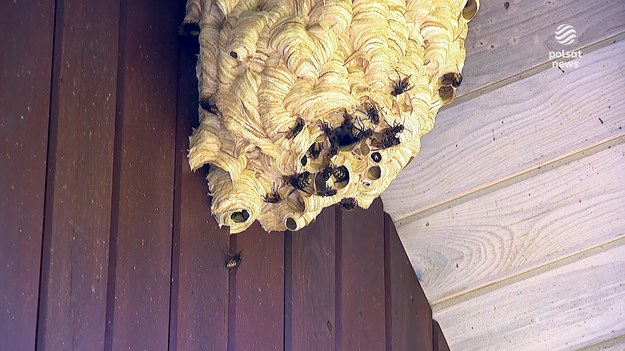 Wpraszają się bez pytania o zgodę. Zajmują garaże, altanki, domki działkowe czy nawet balkony w mieście. Przerażają wydawanym dźwiękiem i bolesnym użądleniem.  Nikt nie chce mieć ich za sąsiadów i wzywa fachowców, którzy wytaczają potężne działa. O tym czy rzeczywiście powinniśmy się bać szerszeni sprawdzał Marcin Szumowski.