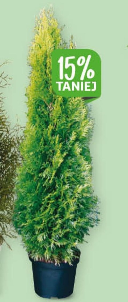 Thuja Taniej Promocja Auchan Hipermarket Ding Pl