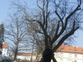 A to ja sfotografowana przez córkę, która mu wytłumaczyła,ze robiła zdjęcie tego drzewa:))))weszłam jej w kadr po prostu;)