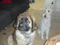 Amelia i Bruno Leonberger