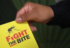 "Bardzo małe ryzyko" szerzenia się wirusa Zika