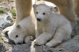 Bliźniaki z zoo w Brnie