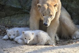 Bliźniaki z zoo w Brnie