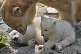 Bliźniaki z zoo w Brnie