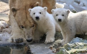 Bliźniaki z zoo w Brnie
