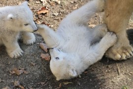 Bliźniaki z zoo w Brnie