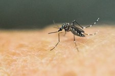 Brazylia: Rząd wykorzysta 220 tys. żołnierzy w walce z wirusem Zika