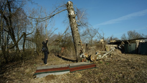 Brzoza, o którą zahaczył Tu-154M w Smoleńsku /Wojciech Pacewicz /PAP