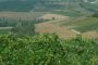 Chianti