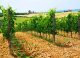 Co to jest terroir?