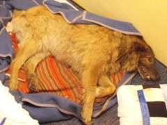 collie