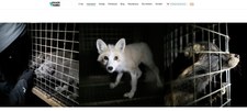 "Daily Mail" odsłania szokujące kulisy "lisiego" biznesu w Polsce