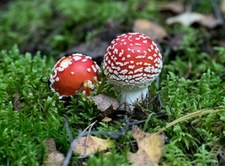"Gazeta Polska Codziennie": Uwaga na wysyp grzybów