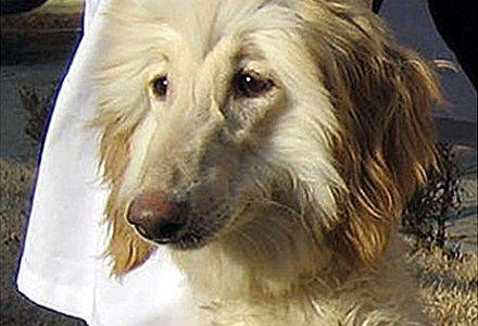 Reconcile Dog Prozac